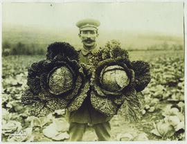 "1152 Gemüsezucht im besetzten französischen Gebiet unter deutscher Leitung. Prachtexemplare...