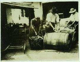 "1224 Reiche Gurkenernte im Spreewald. Das Einlegen der Gurken."