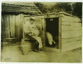 "1219 Der Koch eines deutschen Truppenteils mästet mit den Küchenabfällen Schweine."