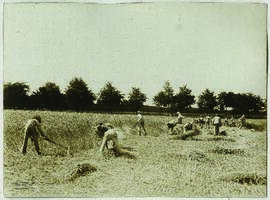 "1021 Zöglinge einer landwirtschaftlichen Erziehungsanstalt in der Nähe Berlins beim Roggens...