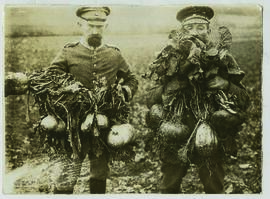 "1154. Gemüsezucht im besetzten französischen Gebiet unter deutscher Leitung. Prachtexemplar...