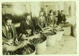 "1102. Bulgarenwacht an der Aegaeis. Zigarettenfabrikation in Brama. Sortieren der Tabakblät...