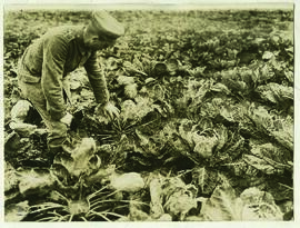 "1151 Gemüsezucht im besetzten französischen Gebiet unter deutscher Leitung. Grosses Kohlfel...