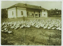 "1409 Die rumänische Landwirtschaft unter deutscher Verwaltung. Auf einer Gänsefarm des Kron...