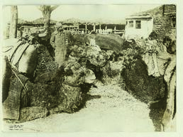 "186 Konstantinopel im Weltkrieg: Bei einem Kamellagerplatz vor Skutari."