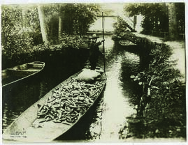 "1222 Reiche Gurkenernte im Spreewald. Auf der Fahrt zum Markt."