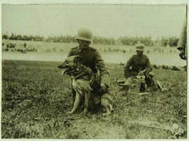 "1498 Der deutsche Meldehund im Gefecht in seiner Verwendung als Überbringer von Meldungen, ...