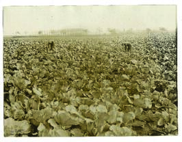 "1150 Gemüsezucht im besetzten französischen Gebiet unter deutscher Leitung. Grosses Kohlfel...
