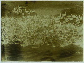 "1410 Die rumänische Landwirtschaft unter deutscher Verwaltung. Auf einer Gänsefarm des Kron...