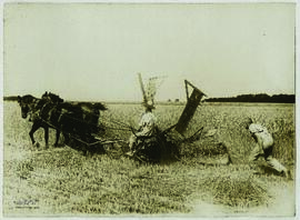 "1020 Zöglinge einer landwirtschaftlichen Erziehungsanstalt in der Nähe Berlins beim Roggens...