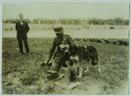 "1499 Der deutsche Meldehund in seiner Verwendung als Überbringer von Meldungen, Munition us...