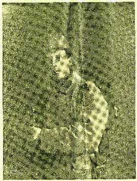 Retrato de el soldado Heves Otto