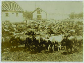 "1411 Die rumänische Landwirtschaft unter deutscher Verwaltung. In einem Gestüt des Krongute...