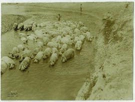 "1412 Die rumänische Landwirtschaft unter deutscher Verwaltung. In einer Schweinefarm des Kr...