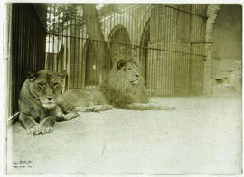 "1025 Jm Berliner Zoologischen Garten. Löwenpaar."